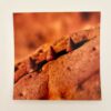 Carte Land Art Coquillage